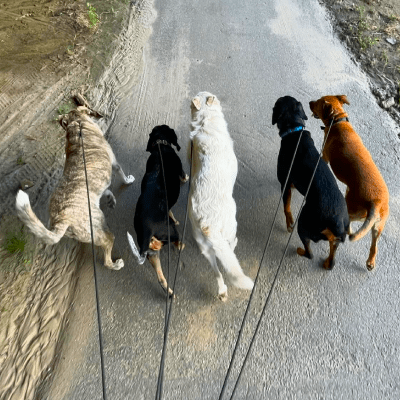 DOG WALKING